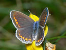 Polyommatus icarus (Hauhechelbläuling, Weibchen) / LYCAENIDAE/Polyommatini (Bläulinge)