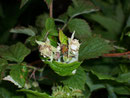 Rubus idaeus (Rosaceae)