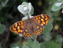 Pararge aegeria (Waldbrettspiel, Kreta) / NYMPHALIDAE/Satyrinae (Edelfalter)