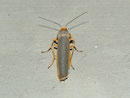 Eilema complana (Gewöhnlicher Flechtenbar) / CH BE Hasliberg 1050 m, 18. 07. 2012