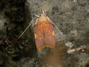 Carcina quercana / OECOPHORIDAE (Faulholzmotten)
