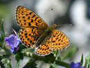 Boloria euphrosyne (Veilchen-Perlmuttfalter) CH BE Hasliberg, 28. 05. 2011