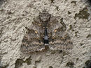 Catocala fraxini