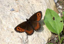 Erebia ligea (Weissbindiger Mohrenfalter, Männchen) / NYMPHALIDAE/Tr. Erebiini (Edelfalter)