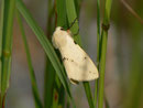 Spilosoma lutea (Gelber Tigerbär, Weibchen) / CH BE Hasliberg 1200 m, 17. 06. 2014
