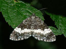Spargania luctuata (Schwarzweisser Weidenröschenspanner) / GEOMETRIDAE/Larentiinae (Spanner)
