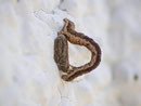 Xanthorhoe fluctuata