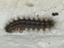 Spilosoma lubricipeda (Weisse Tigermotte) / CH BE Hasliberg 1050 m, 15. 07. 2017