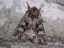 Pachetra sagittigera (Trockenrasen-Blättereule) / NOCTUIDAE (Eulen)