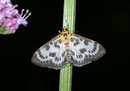 Anania hortulata (Brennnesselzünsler) / CRAMBIDAE/Pyraustinae (Zünsler)