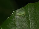 Apoda limacodes (Grosser Schneckenspinner) / CH BE Hasliberg 1979 m 25. 08. 2019 an Acer pseudoplantanus