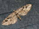 Eupithecia pusillata (Kleiner Wacholder-Blütenspanner) / GEOMETRIDAE/Larentiinae (Spanner)
