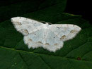 Scopula ornata (Schmuckspanner) / GEOMETRIDAE/ Sterrhinae (Spanner)