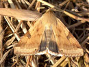 Heliothis peltigera (Bilsenkrauteule) / NOCTUIDAE (Eulen)