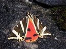 Euplagia quadripunctaria (Russischer Bär/Spanische Fahne) / ARCTIIDAE/Arctiinae (Bärenspinner)