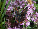 Lycaena tityrus (Brauner Feuerfalter, Weibchen) / CH TI Malcantone Vezio Alpe di Coransú 800 m, 22. 06. 2010