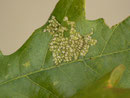 Alcis repandata: Frassspur der ganz jungen Raupe