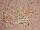 Cyclophora linearia (Rotbuchen-Gürtelpuppenspanner) / GEOMETRIDAE/Ennominae (Spanner)