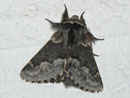 Poecilocampa alpina (Alpiner Wollspinner, Männchen) / LASIOCAMPIDAE (Glucken)