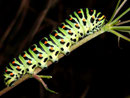 Papilio machaon (Schwalbenschwanz)
