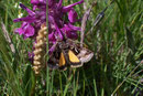 Syngrapha hochenwarthi (Goldeule) / NOCTUIDAE (Eulen)