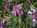 Corydalis intermedia  (Mittlerer Lerchensporn) / Fumariaceae