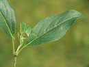 Euonymus europaeus (Gew. Pfaffenhütchen) CELASTRACEAE 