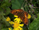 Boloria titania (Natterwurz-Perlmuttfalter) / NYMPHALIDAE/Heliconiinae (Edelfalter)