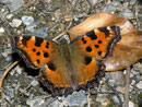 Nymphalis polychloros (Grosser Fuchs) / NYMPHALIDAE/Nymphalinae (Edlefalter)
