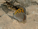 Lycaena phlaeas (Kleiner Feuerfalter) / Griechenland Kreta Dikti Lassithi Hochebene Panagia Limna Karo Kapelle 1000 m, 09. 09. 2010