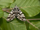 Panthea coenobita (Klosterfrau) / PANTHEIDAE