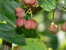 Euonymus europaeus (Gew. Pfaffenhütchen) CELASTRACEAE 