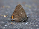 Satyrium w-album (Ulmen-Zipfelfalter) / LYCAENIDAE/Eumaeini (Bläulinge)