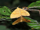Camptogramma bilineata (Ockergelber Blattspanner) / CH BE Hasliberg 1050 m, 18. 06. 2012