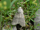Caradrina gilva / NOCTUIDAE/Xyleninae (Eulen)