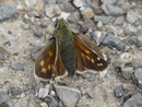 Hesperia comma (Kommafalter, Weibchen) / CH VS Lac de Tseuzier 1777 m, 23. 08. 2017
