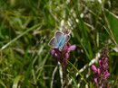 Polyommatus damon (Grünblauer Bläuling, Männchen) / CH VS Anzère, La Comba, Dorbon 1592 m, 23. 06. 2020