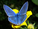 Polyommatus icarus (Hauhechel Bläuling, Männchen) / LYCAENIDAE/Polyommatini (Bläulinge)