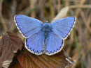 Polyommatus bellargus (Himmelblauer Bläuling, Männchen) / CH VS Val d'Anniviers St-Luc Tignousa 2180 m, 11. 10. 2012