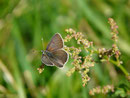 Lycaena tityrus subalpinus (Brauner Feuerfalter, Männchen) / CH TI Ritomsee - Forcapass 2000 m, 02. 07. 2015 