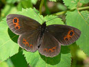 Erebia aethiops  (Graubindiger Mohrenfalter, Männchen) / CH OW Engelberg 1550 m, 31. 07. 2013