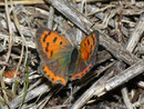 Lycaena phlaeas (Kleiner Feuerfalter) / E Andalusien, Garganta del Chorro, Embalse de Guadalhorce 302 m, 27. 04. 2012
