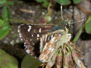 Spialia sertorius (Roter Würfelfalter) / HESPERIIDAE (Dickkopffalter)