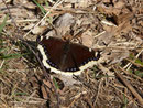 Nymphalis antiopa (Trauermantel) / CH GR San Vittore, Ai du Sass 400 m, 28. 03. 2019
