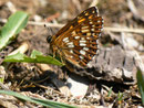 Hamearis lucina (Frühlings-Scheckenfalter) / CH VD Pays d'Enhaut, Châteua d'Oex, Les Trois Fénils 1400 m,  14. 04. 2014