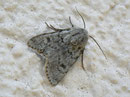 Agrotis simplonia / NOCTUIDAE (Eulen)