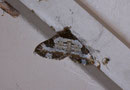 Melanthia procellata (Sturmvogel) / GEOMETRIDAE/Larentiinae (Spanner)