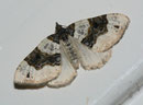 Cosmorhoe ocellata (Schwarzaugen-Bindenspanner) / GEOMETRIDAE/Larentiinae (Spanner)