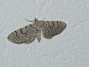 Eupithecia venosata (Geschmückter Taubenkropf-Blütenspanner) / GEOMETRIDAE/Larentiinae (Spanner) 