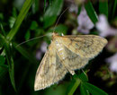 Paratalanta pandalis / CRAMBIDAE/Pyraustinae (Zünsler)